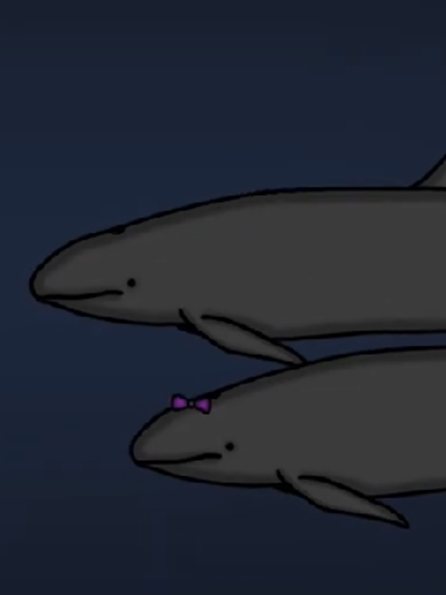Why it Sucks To Be Born As a False Killer Whale #falsekillerwhale #orca #ocean 