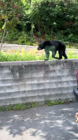 Had the cutest little visitor #tennessee #gatlinburg #bear #fyp 