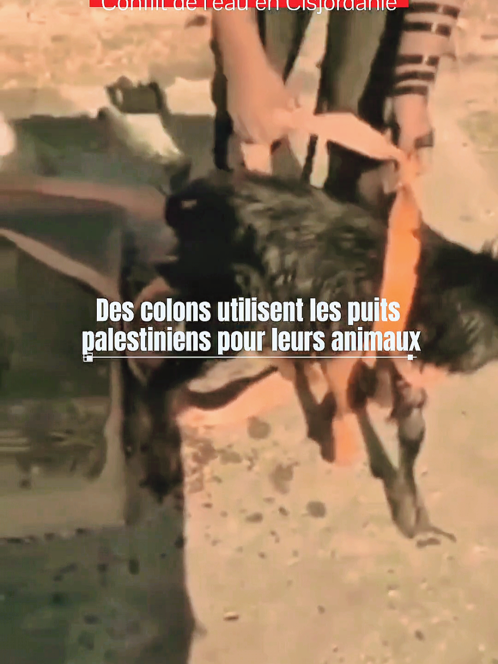 Des colons utilisent les puits palestiniens pour leurs animaux. #animal #trend #viral #pourtoi #news 