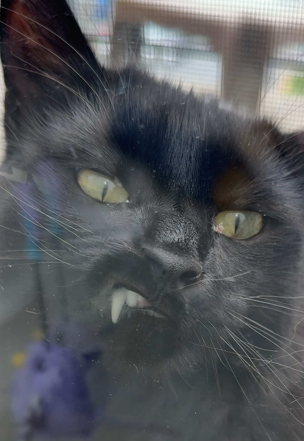 😂😂 #catvideo #cat #pets #cute 