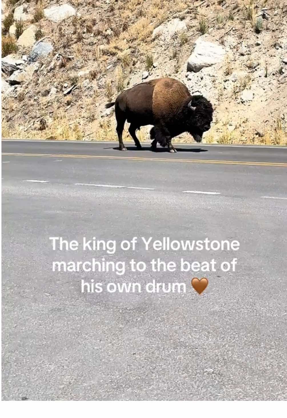 It’s their world, we’re just living in it✨        📍Yellowstone National Park #yellowstonenationalpark #bison #wildlife 