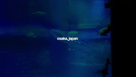 we visited the kaiyuken aquarium in osaka, japan and it did not disappoint at all  #aquarium #cinematic #fyp #japan #filmtok 