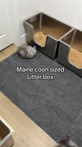 Everyone always wants to know what litter boxes we use to fit our XL kitties! Because of these littler boxes we refuse to use automatic boxes !! #cats #mainecoon #litterbox #cat #kitten 