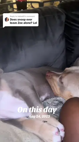 #onthisdaygwt your dog a dog they say.  that one time Zoe caught me watching her playing with snoop when she was supposed to hate him 😅#dogs #dogsoftiktok #funnydogs 