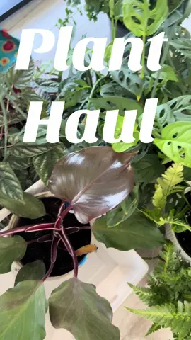 We found a monstera subpinnata at Walmart today 👀#plantsoftiktok #fyp #PlantTok #foryoupage #planthaul 