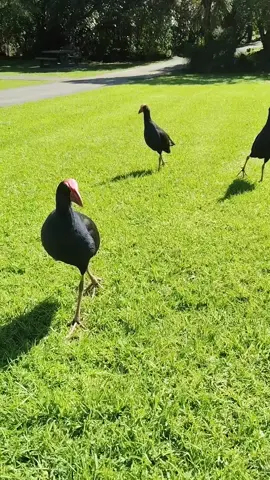 is that who I think it is?  #pukeko #swamphen #pigeon #bird #birds #damn #damnation #freaky #foot #guys #freakyfootguy #fyp #viral  #foryoupage#foryou #newzealand #wildlife #birdlady #pukekolady 