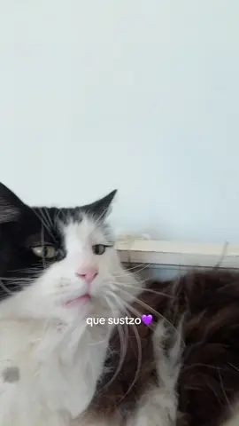 nono virga mal, chau me retiro del tistos