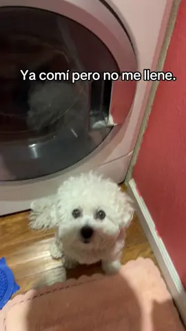 #hambre#pollito #dame pollito.