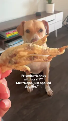 Who else air-fry dries chicken feet for 10 hours just to say “I love you” to their dog? 🐾❤️ #doglife #doglovers #dogfood #dogsnacks 