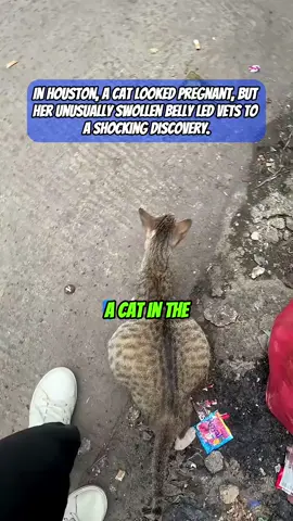 In houston, a cat looked pregnant, but her unusually swollen belly led the vets to a shoking discovery. #cat #houstontexas #pregnant #veterinarian #animal 