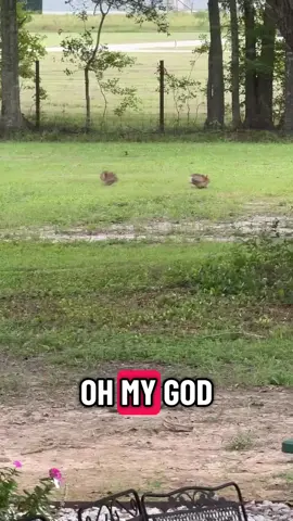 Lil tail chasing in the yard this afternoon. 🐇🐇 #bunny #rabbit #nature 