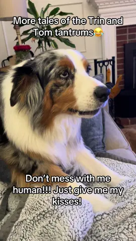 She has an obsessive fascination with Thomas. She craves his attention but is also extremely scared and respectful of him😂 it’s so wierd.#australianshepherd #dogsoftiktok #attention #obsessed #loud 