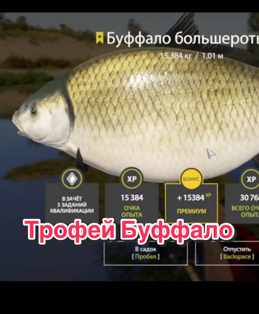 Трофей Буффало ахтуба #буффало #ахтуба #русскаярыбалка4 #трофей #рр4 