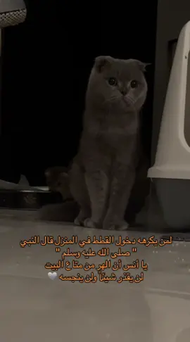 ببوو ✨🩶 #قطة #مياو #قطط #pet #cat 