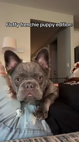 😂😂😂😂😂 #fyp #fluffyfrenchie 