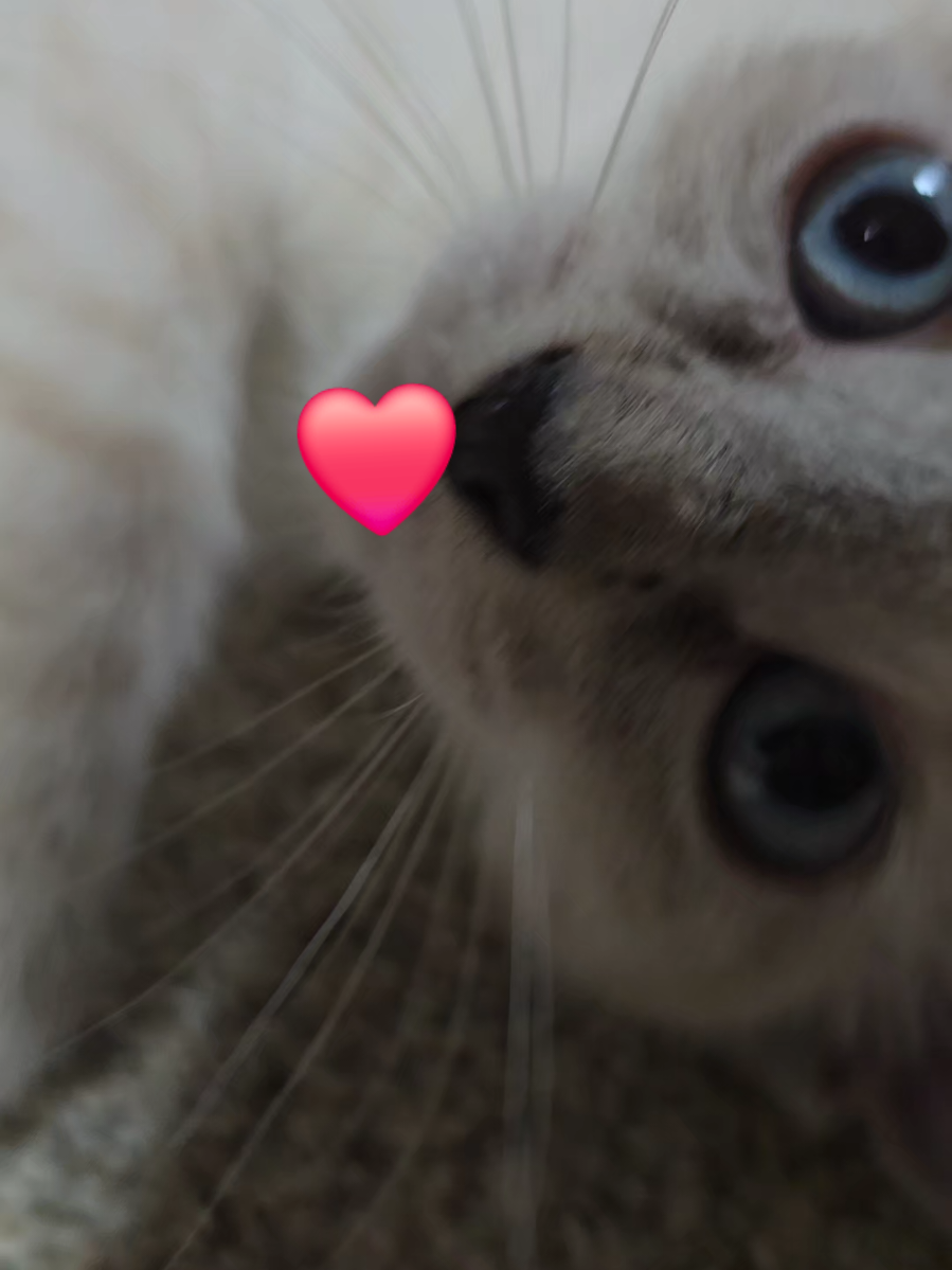 una belleza #trending #foryou #catsoftiktok #viral #foryoupage 