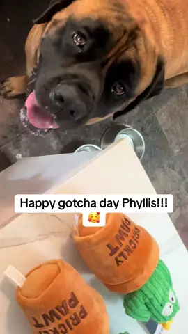 Happy gotcha day Phyllis!!! #dog #dogs #dogsoftiktok #mastiff #adoptdontshop #bestfriend #dogmom #fyp