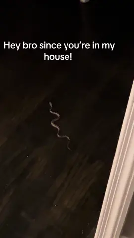 #wannamakeatiktok #snakeinthehouse# yo bro wanna make a TikTok? #fyp #doubletax 