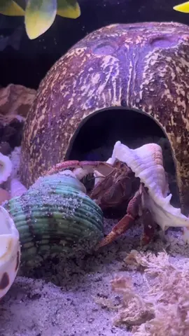 Big News! Meet our new hermit crab! Drop name suggestions! 🦀🐚💗 #hermitcrab #hermitcrabsoftiktok #hermitcrabs #namesuggestions #adopt 