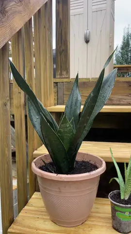 #plantsoftiktok 