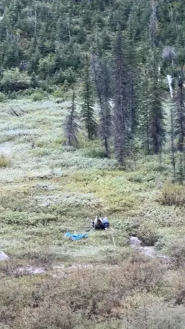 Full story of how I walked away after ending up nose to nose with a grizzly bear -  On August 21st we headed out to Assiniboine Lake for a short trip. I was anxious about leaving the cats in the camper overnight but wanted to get out in a quick 14-hour backpacking trip.  Josh’s objective was Mount Assiniboine in Mount Assiniboine Provincial Park, so we agreed that he would leave for the climb at sunrise and I would head back to the trailhead, a short 4.8 miles away from the lake where we camped.  Living around Yellowstone, spending the night in thick grizzly country was nothing new to us. We’ve spent the equivalent to months in the backcountry sharing territory with them. I have a profound respect for the wilds of the mountains, and I still would rather take my chances alone in the wilderness than alone as a woman in a city.  Josh left around sunrise and my plan was to leave by 8. I decided to hang around a little longer than planned. It was a beautiful morning, and the sun was just about to hit the lake. I knew bears were more active in the dawn hours. The cats would be fine and it was probably smarter for me to wait the extra hour before heading into the woods. I was hoping the sunshine would dry out the condensation collected on the tent overnight before packing up and heading out.  I heard nothing all morning besides the trickles of a nearby stream. Sitting in the tent getting ready to go outside for a bathroom break, I suddenly heard a large step outside. Instantly, I knew. I quickly took the safety off the bear spray and sat in silence for a few seconds, hoping I was wrong. But then, in the most horror movie way, the shadow of a grizzly claw appeared on the side of the tent.  Finger on the trigger of the spray i peeked outside the already unzipped tent and there it was, closer than I expected. Actually, there were two. One right there and another about 25 feet behind. Nose to nose with it I pulled the trigger before i really had time to think.  It was enough to scare him back and for me to exit the tent. It didn’t deter him much, though, and he was already walking back in my direction. At that point, i had noticed that he seemed more interested in the tent than me (woo!). I looked around to see where I thought they were least likely to go, and a giant talus field above the lake caught my eye. Shoeless in the freezing temps i made my way across the marsh and up the sharp talus field where i sat on a larger rock roughly 100m up and watched him tear apart the tent.  I watched them for roughly an hour, until they were high enough on a nearby slope for me to feel comfortable heading back to the remains of camp.  The only thing outside my bear bag was the chocolate peanut butter sandwich i was getting ready to eat for breakfast, still in its bag, which went untouched and I ate later. The two bears were big but not full grown, and i truly believe they were young adult siblings that were curious and being rowdy teens. Only the one had any interest in me or the tent.  My @Hyperlite Mountain Gear backpack survived with only one claw puncture, so i quickly shoved the shredded pieces of camp into it. My shoes were wet but fine, which is what i was most worried about because my feet were freezing and painful after climbing the sharp rock field in socks. The rainfly wouldn’t fit in my hurried packing, so it was dragged the 5 miles back to the trailhead.  I decided to go back instead of wait for Josh’s return (he was hours away at this point on a very technical climb). I decided I would rather risk the hike back than be a sitting duck in a territory i was just nearly attacked in. So i boogied back to the trailhead as fast possible blasting Cruel Summer by T.S. for both sound and hype.  No ill will toward the bear. I am well aware that I was the outlier in his home, the unfamiliar weed in his garden. Bear vs man debate? Still bear, every time. Although i would like to *never* see one even remotely close again.  #backpacking #britishcolumbia 