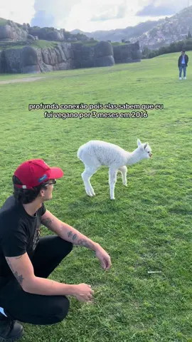 #lhamas #llamas #vegan #peru 