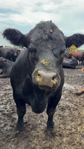 No clue what happened to this one lol. #cattletok #ranchtok #feedlot #farmtok #thatfitagvocate 