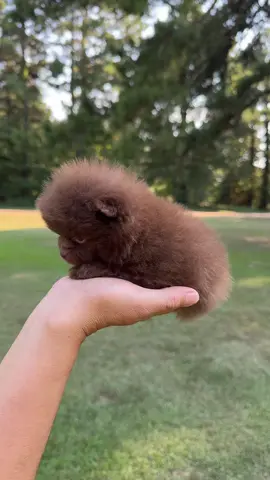 #pomeranian #paratiiiiiiiiiiiiiiiiiiiiiiiiiiiiiii #viral #fyp #fyp 