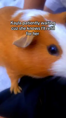 #guineapigsoftiktok 