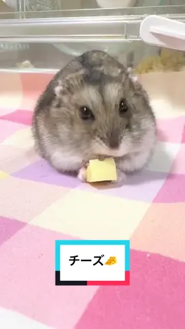 チーズ食べたよ🧀(むに) #ハムスター #ハムスターのいる生活 #うちのハムさん #ジャンガリアンハムスター 