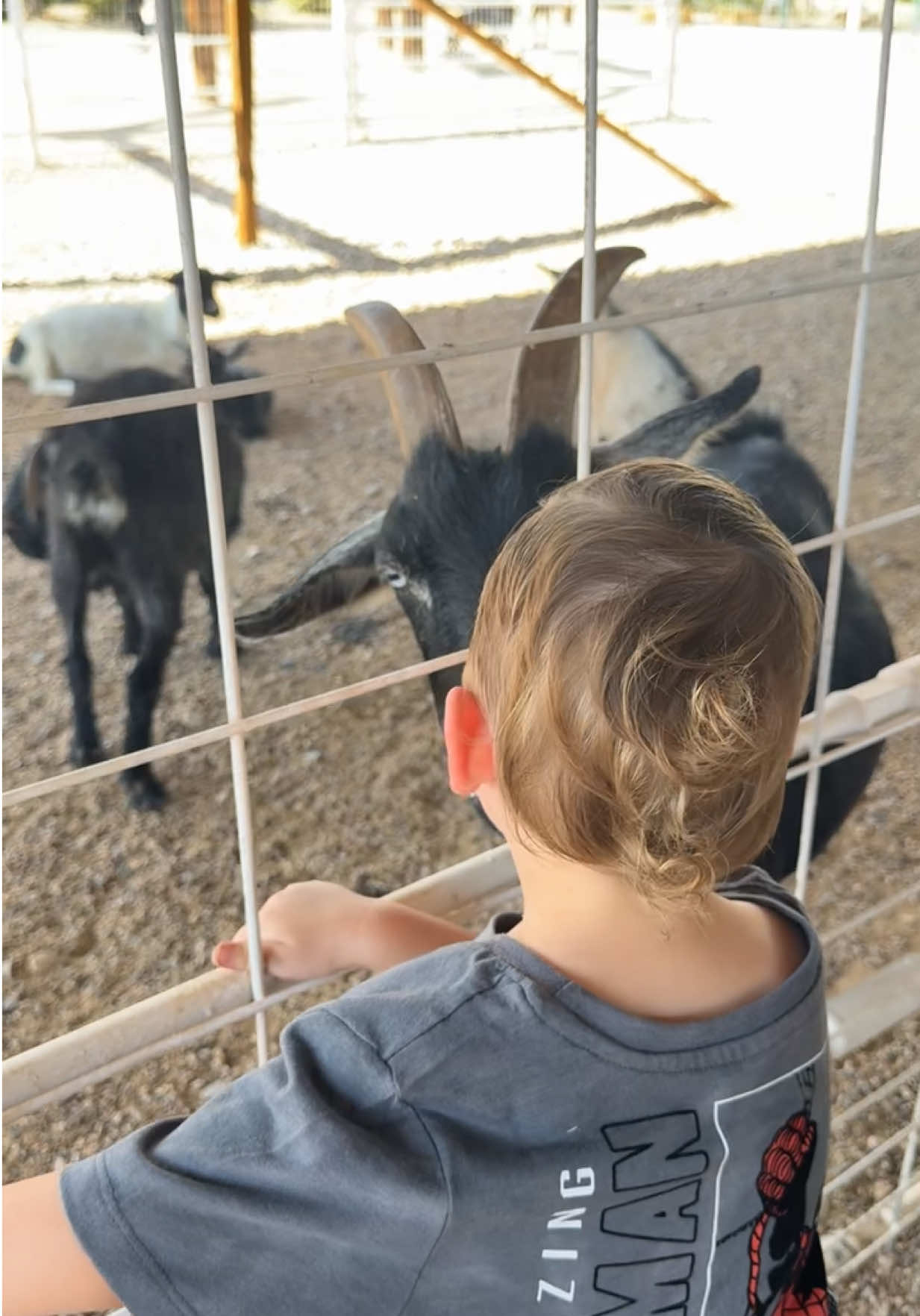 When your son is affectionate & decides to kiss the goat at the farm 😂😭💛 #fyp #foryou #farm #toddlersoftiktok #toddler 