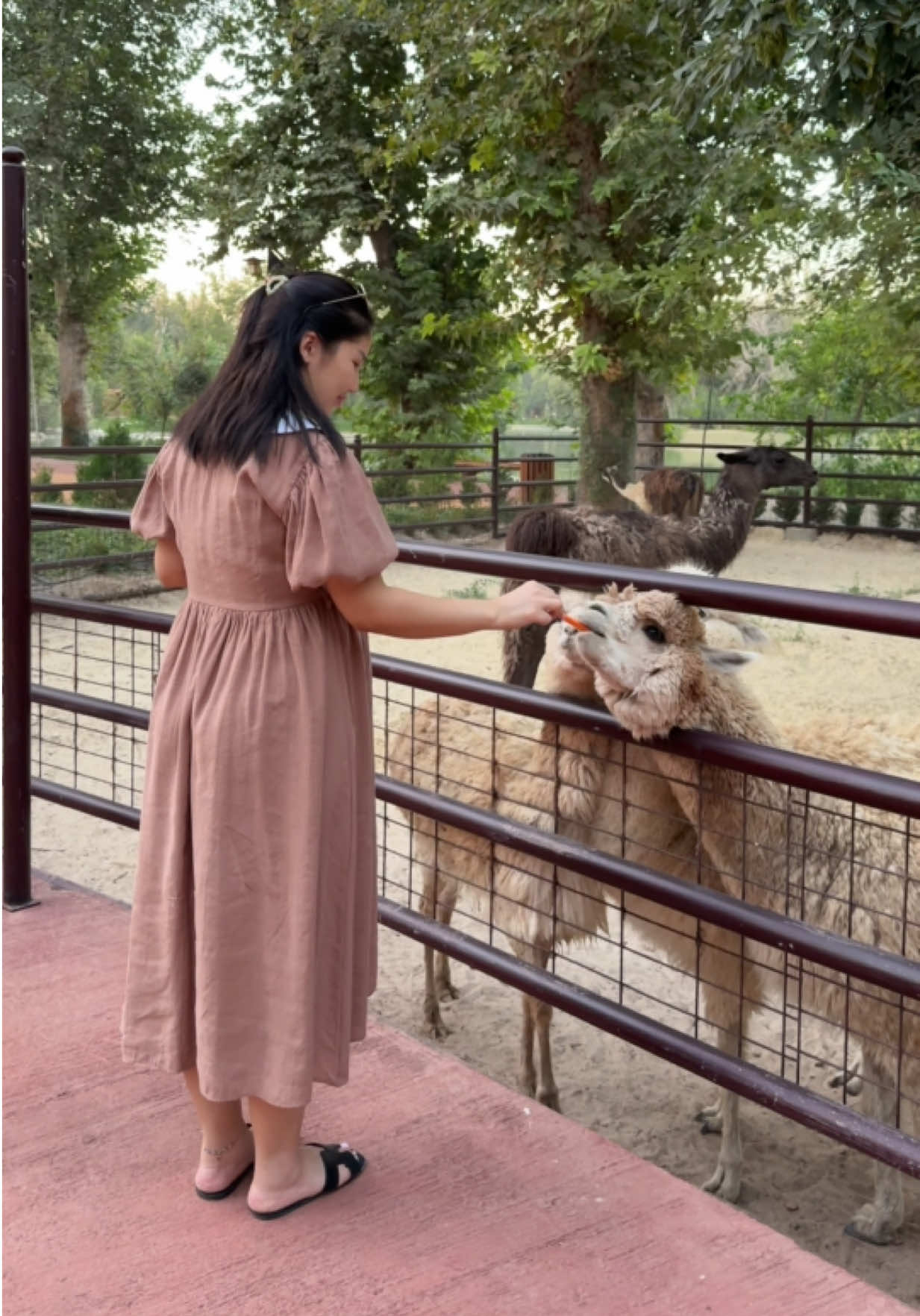 Llama 🦙