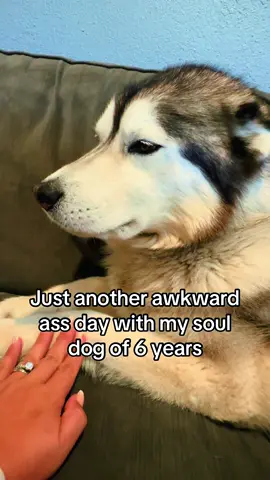 I feel judged and all I want is love #husky #awkward #awkwarddog 