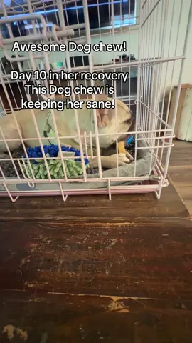 Dog chew for Miss Darla #frenchie #frenchiesoftiktok #frenchies #frenchielife #dogsoftiktok 