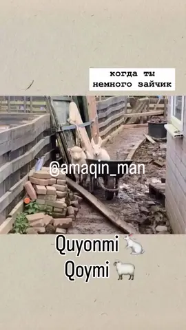 #😂😂😂 #2025 #рекомендации #trend #tiktok 