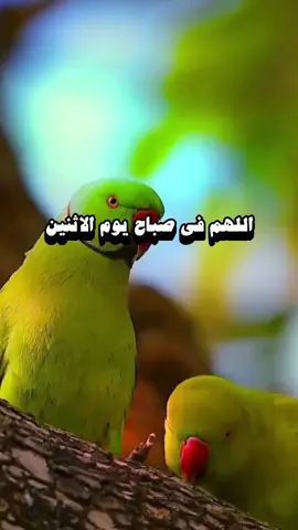 دعاء الصباح اللهم إني أسألك الثبات في الأمر  وأسألك العزيمة على الرشد وأسألك شكر نعمتك وحسن عبادتك  وأسألك قلبا سليما ولسانا صادقا وأسألك من خير ما تعلم وأعوذ بك من شر ما تعلم وأستغفرك لما تعلم، إنك أنت علام الغيوب #صباحكم_أحلى_صباح #صباحكم_معطر_بذكر_الله #صباح_الورد #صباح_الخير #صبحكم_الله_بالايمان_وطاعة_الرحمن 