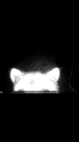 Leave no evidence 🦝 #trashpanda #raccoonsoftiktok #fyp #viral #robbery 