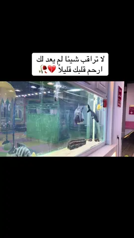 #تلعفر #موصل #شعب_الصيني_ماله_حل😂😂 