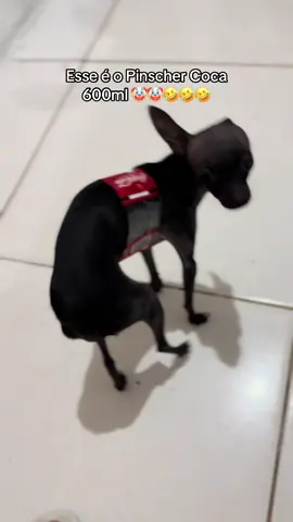 É só eu que acho que ele parece uma coca🤣🤣🤣🤣 🤡🤡  #cocacola#pet #cocacolazero #viral #foryou #