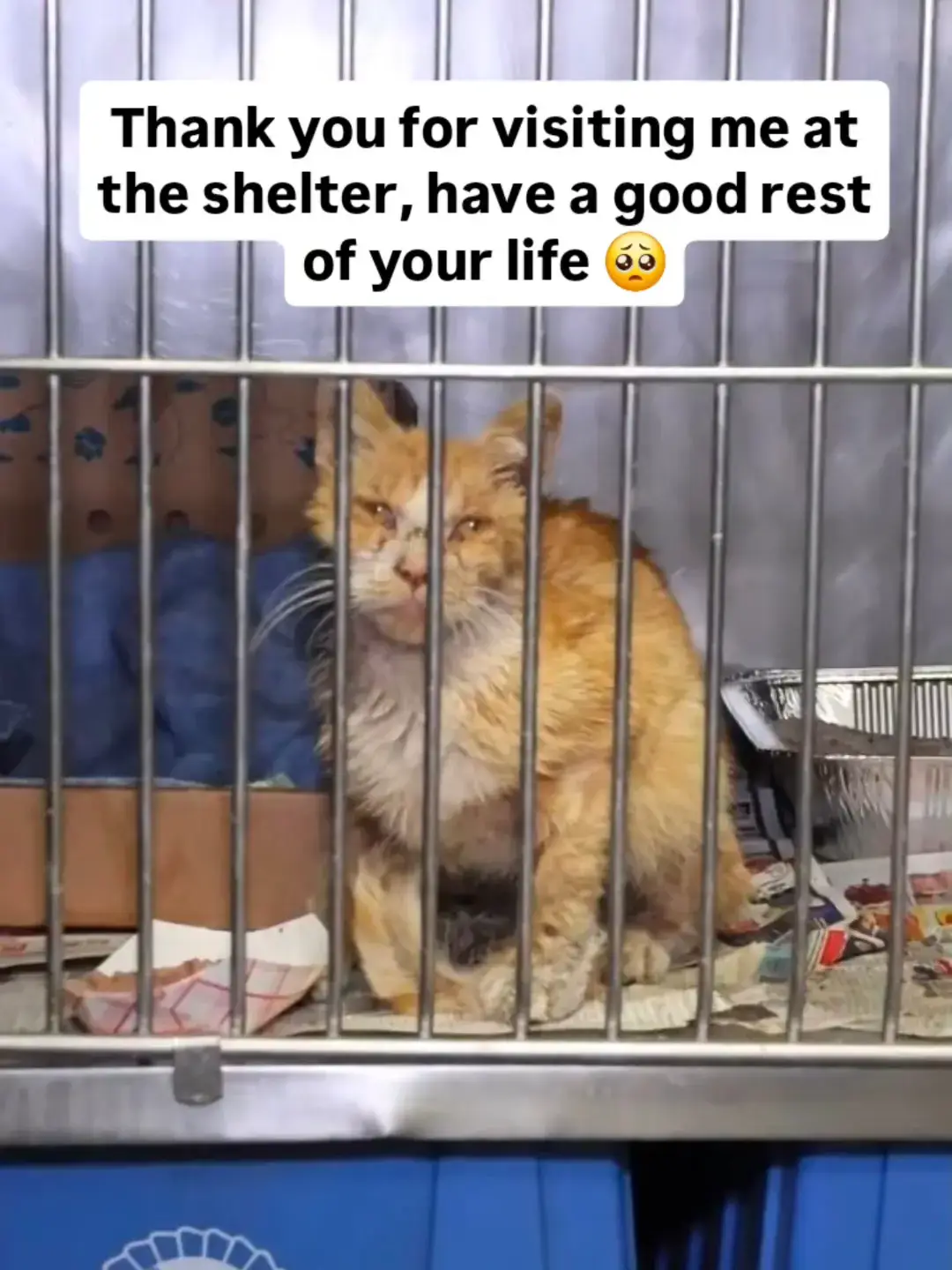 Theodore, the stars aligned the day we met. The fact that we were at the wrong place at the right time was fate. You only had a few hours before your euthanasia deadline. There was hope in your little tired eyes. We knew we couldn't leave you to die.  We love you so so much, our old, grumpy man. #cats #catrescue 