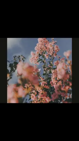Ni vivo ni muerto 🥀 Lasso ft Micro TDH. #paratii #musica #fyp #microtdh #lasso 