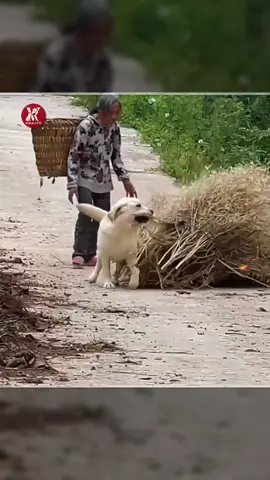 Una abuela y su perro se cuidaron mutuamente toda la vida 👵❤️🐶 #shorts 