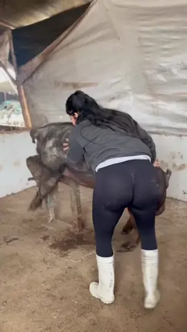 Trabajando con este hermoso Pietrain Alemán ❤️👩🏻‍🌾 La vida en la granja es única #cerdo #pig #farm #recoleccion #campo