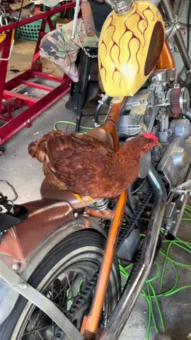 #rooster #motorcycle #fyp #viral 