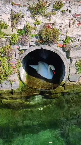 Beautiful birds #bird #nature #creatorsearchinsights #foryou #fyp 