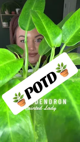 🌿 Plant of the day: the Philodendron Painted Lady 💚✨ Those bright chartreuse leaves are such a vibe, and it’s known to be a pretty fast grower too! Care is simple: ☀️ Bright, indirect light 💧 Water when the top inch of soil feels dry It’s low-maintenance, eye-catching, and perfect for adding a pop of green to your space. #PlantTok #HouseplantAddict #TikTokShopFinds #PhilodendronLove #IndoorJungle