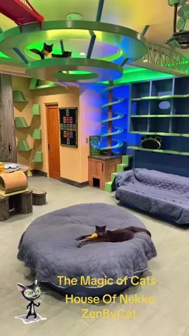 #HouseOfNekko #cats #zenbycat #fundfipresearch 