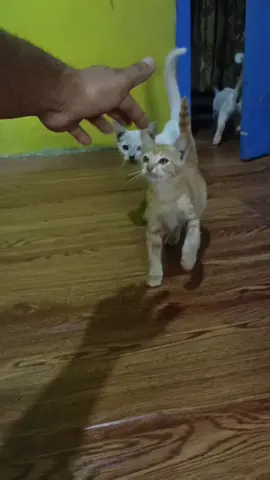 tutorial manggil kucing #manggilkucing 