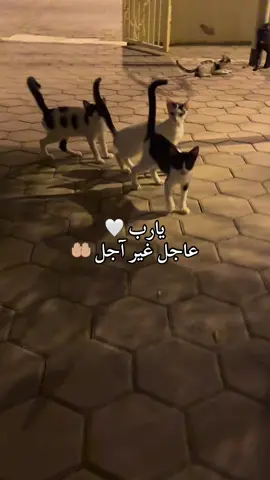 يا جامعَ الناسِ يومَ لا ريبَ فيه، اجمعْ بيني وبينَها وأنتَ خيرُ الجامعين 🤍 . . . . #قران_كريم #زواج #حلال #حب #اللهم_صل_وسلم_على_نبينا_محمد 