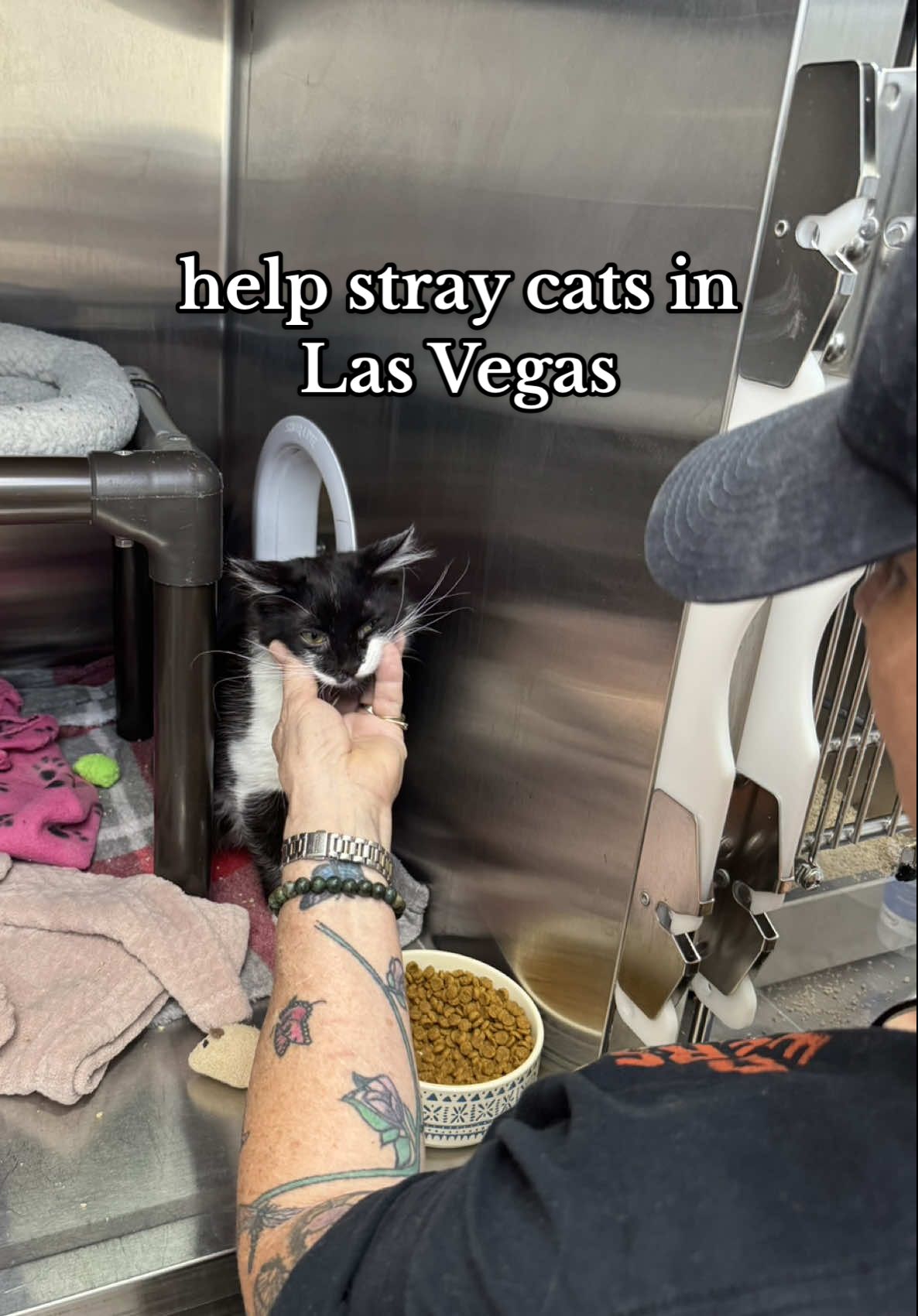 How to help: *supplies needed urgently* link in my bio to directly ship supplies to the shelter via Amazon!  You can make a donation on www.homewardboundcats.org  You can go by the shelter to adopt or volunteer - 2675 E Flamingo Road  Anything helps! 🙏🏻 this is an amazing shelter that helps so many cats.  #cats #catlovers #lasvegas #straycats #vegas 